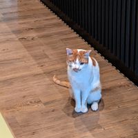  at Katzentempel - Leipzig Mitte in Leipzig