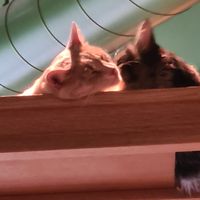  at Katzentempel - Leipzig Mitte in Leipzig