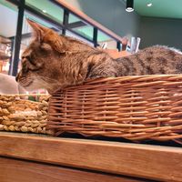  at Katzentempel - Leipzig Mitte in Leipzig