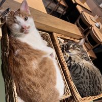 Basket of sleepy kitties 🖤  at Katzentempel - Leipzig Mitte in Leipzig