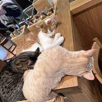   at Katzentempel - Leipzig Mitte in Leipzig