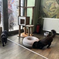   at Katzentempel - Leipzig Mitte in Leipzig