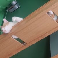  at Katzentempel - Leipzig Mitte in Leipzig