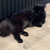   at Katzentempel - Leipzig Mitte in Leipzig