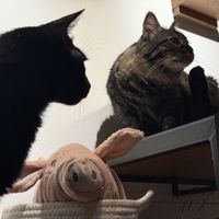 cats & pig #Veganuary at Katzentempel - Leipzig Mitte in Leipzig