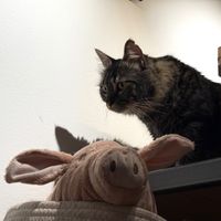 oink #Veganuary at Katzentempel - Leipzig Mitte in Leipzig