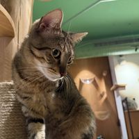 cat #Veganuary at Katzentempel - Leipzig Mitte in Leipzig