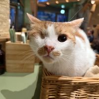 cat #Veganuary at Katzentempel - Leipzig Mitte in Leipzig
