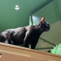 lion king #Veganuary at Katzentempel - Leipzig Mitte in Leipzig