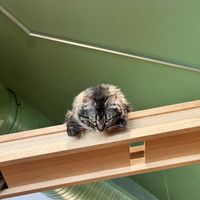   at Katzentempel - Leipzig Mitte in Leipzig