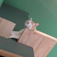  at Katzentempel - Leipzig Mitte in Leipzig