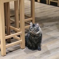  at Katzentempel - Leipzig Mitte in Leipzig