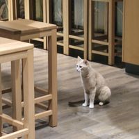  at Katzentempel - Leipzig Mitte in Leipzig