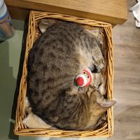  at Katzentempel - Leipzig Mitte in Leipzig