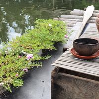  at Quoc Linh Eco Village Retreat in Hoi An