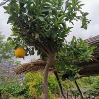 Alrededores at Miel Rancho Cortesano in Jerez