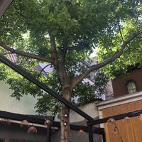 Achtertuin  at Lento in Antwerpen