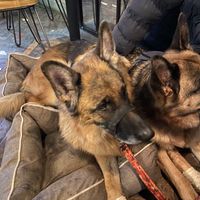   at The Artful Duke in Bromley