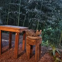 Pet friendly at Quelite in Coatepec