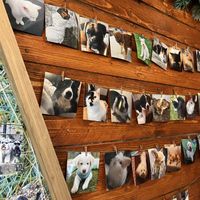 Photos of staff pets 😍  at Café Waterside in Bollington