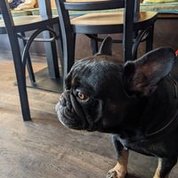 Dog friendly at Green Way - Food For Life in Sopot