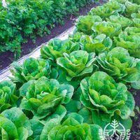  at Horta do Pé Descalço in Caldas Da Rainha