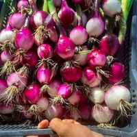  at Horta do Pé Descalço in Caldas Da Rainha