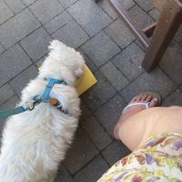 Dog Friendly   at Watusi in Hilton Head Island