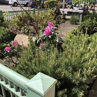 Garden by the outdoor tables  at 7 Devils Brewing Co in Coos Bay