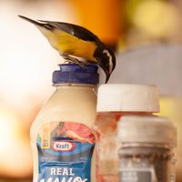  at Playa Forti in Willemstad