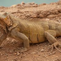  at Playa Forti in Willemstad