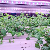  at Urban Greens in Makati