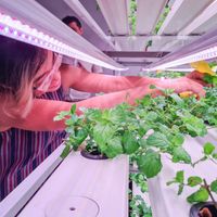  at Urban Greens in Makati