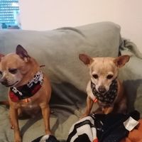  at hundsfutter in Madrid