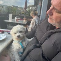 Very Dog friendly at La Casa Flamenca in Portsmouth