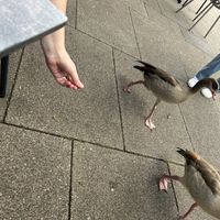 terrorised by geesee  at Victoria Plaza Café in South West London