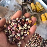 Heirloom corn tortillas  at La Cocina Port Townsend in Port Townsend