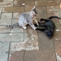 Playful kittens at La Selva de los Gatos in Oaxaca