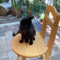 All furniture is shared with kitties.  at La Selva de los Gatos in Oaxaca