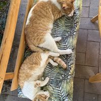   at La Selva de los Gatos in Oaxaca