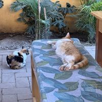   at La Selva de los Gatos in Oaxaca