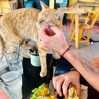   at La Selva de los Gatos in Oaxaca