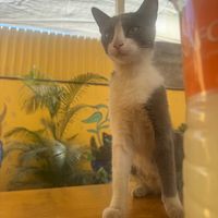  at La Selva de los Gatos in Oaxaca