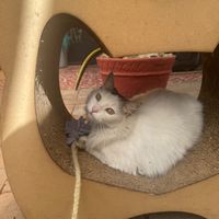  at La Selva de los Gatos in Oaxaca