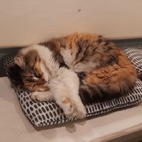  at Vegan Dükkan Lokanta - The Eatery in Istanbul