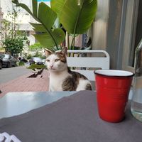 Cat at Vegan Dükkan Lokanta - The Eatery in Istanbul