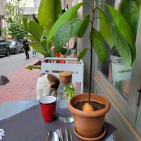 Cat at Vegan Dükkan Lokanta - The Eatery in Istanbul