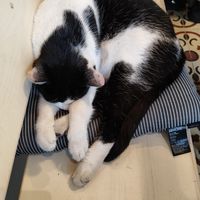  at Vegan Dükkan Lokanta - The Eatery in Istanbul