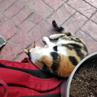 Cat at Vegan Dükkan Lokanta - The Eatery in Istanbul