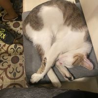 My companion  at Vegan Dükkan Lokanta - The Eatery in Istanbul